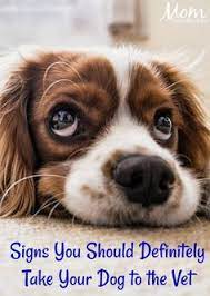 Find out what works well at wags pet resort from the people who know best. 110 Camp Wags Pet Resort Ideas In 2021 Pet Resort Pets Dogs