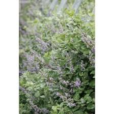 Image result for Vitex fischeri