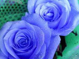 Image result for õ��