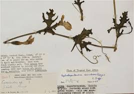 Image result for Eureiandra sp. A