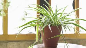 Maybe you would like to learn more about one of these? Spider Plant Care Growing Guide