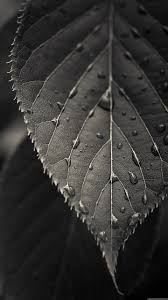 ❤ get the best white android wallpaper on wallpaperset. Black And White Closeup Leaf Dew Drops Android Wallpaper High Resolution Black And White Nature 1080x1920 Wallpaper Teahub Io