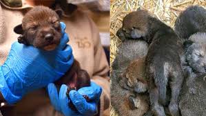 Scientists have been left dumbfounded after wolf puppies raised in their care exhibited a totally unexpected ability to retrieve a ball much like a domesticated dog, shedding light on how the early. Ohio Zoo Welcomes Critically Endangered Red Wolf Pups