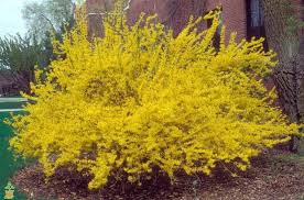 Lynwood Gold Forsythia Perennial Garden Plans Garden Shrubs Low Maintenance Garden