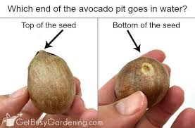 How To Grow An Avocado Tree From Seed Grow Avocado Growing An Avocado Tree Avocado Plant From Seed
