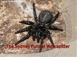 Sydney funnel webs are the second largest spiders in australia passed only by the goliath bird eating spider. Atrax Robustus 1 Nathalie Wojtowicz Presentation 1 Description Of The Sydney Funnel Web Spider 2 Is It Very Dangerous Ppt Download