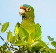 Pin De Nathalia Barbosa En Wings Loros Guacamayos Periquitos