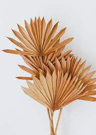 Pack Of 5 Terracotta Orange Sun Palms Leaf Decor Dried Flowers Palm Leaves