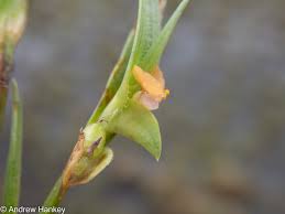 Image result for Commelina subulata