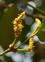 Image result for Gnetaceae