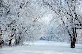 All free wallpapers on pexel work well for mac os computers, macbooks and windows computers. Winter Wonderland Backgrounds Free Download Pixelstalk Net