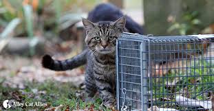 Pet trex dual door live animal trap small animal traps. Tips For How To Catch A Hard To Trap Feral Or Stray Cat