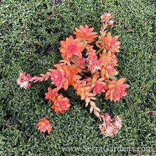 Learn which cactus plants require hours of natural the cactus will hardly grow, or growth will stop and eventually the cactus will die. Graptosedum California Sunset Cacti Com