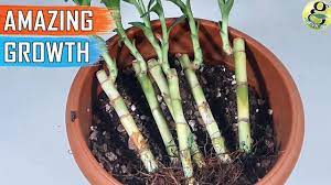 Delivering products from abroad is always free, however, your parcel may be subject to vat, customs. Growing Lucky Bamboo In Soil Fast Growth Care Tips Of Soil Grown Plant Youtube