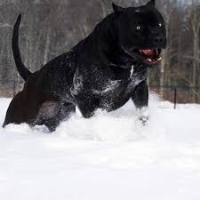 Kinda Looks Like A Panther Pitbull Perros Razas De Perros Y Perros Enormes