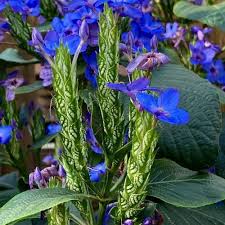 Image result for Eranthemum pulchellum