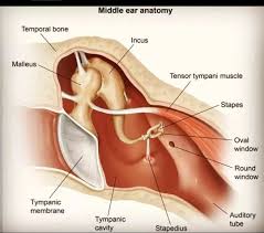 Image result for Ossicular Chain Disruption
