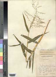 Image result for Urochloa deflexa