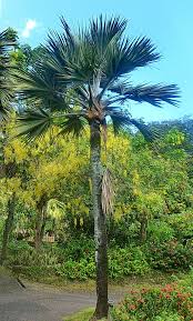 Image result for Latania loddigesii