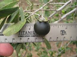 In regards ***** ***** question, these aren't toxic but we can see blockages from their seeds/pits and enteritis is sensitive dogs. Foraging Texas Persimmon Texas