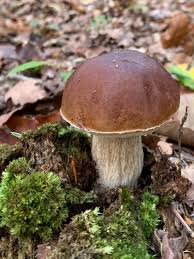 Cepe De Bordeaux Boletus Edulis 2019 Stuffed Mushrooms Fungi Nature