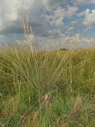 Image result for Zonotriche