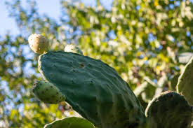 Ripe ones are more red and will easily release from the tree. Fruit Cactus Images Search Images On Everypixel