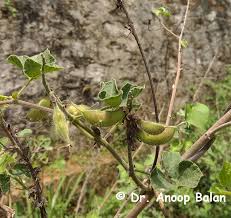 Image result for Rhynchosia viscosa