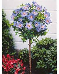 Hibiscus De Jardin Sur Tige Bleu Flores Exoticas Jardineria En Macetas Ideas De Jardineria