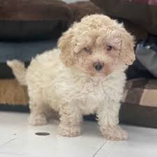 Discover more about our bichon poo puppies for sale below! 2sjsmszqf0hzum