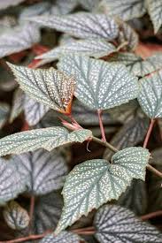 Image result for Begoniaceae