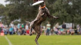31st Annual Bark in the Park
