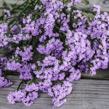 Image result for Limonium sinuatum