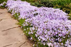Check spelling or type a new query. How To Plant Grow And Care For Phlox Hgtv
