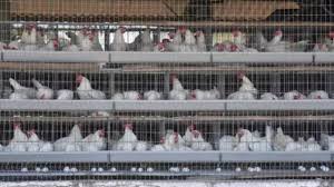 Confusion over safety of poultry consumption leaves people concerned in  Andhra Pradesh | Vijayawada News - The Times of India