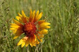 Image result for Dewildemania filifolia