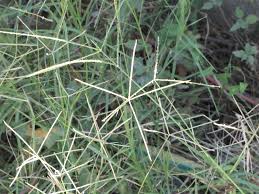 Image result for Cynodon dactylon