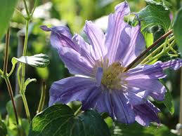 We did not find results for: Waldrebe Blue Pyrouette Clematis Integrifolia Blue Pyrouette Baumschule Horstmann