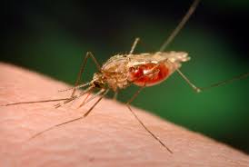 As far as i am aware the bites look no different to a normal mosquito bite, i have certainly never read anything to the contrary. Crispr Use Creates Malaria Resistant Mosquitoes
