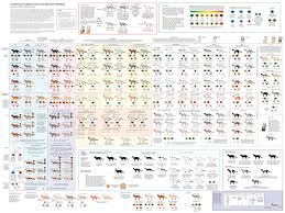 The Comprehensive Guide To House Cats Cat Colors Fancy