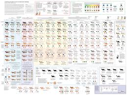 the comprehensive guide to house cats cat colors fancy