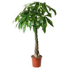 Pachira Aquatica Ikea Suisse Pflanzen Ikea Pflanzen Gluckskastanie