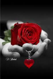 Lovely Good Morning Love Rose Flower Beautiful Roses Flower Phone Wallpaper