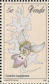 Image result for Cynorkis kassneriana