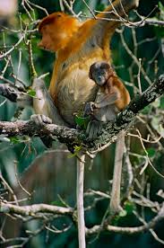 Maybe you would like to learn more about one of these? File Proboscis Monkeys Nasalis Larvatus Female With Young 14130225406 Jpg Wikipedia