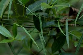 Image result for Periploca