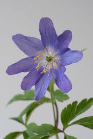 Image result for Disperis nemorosa