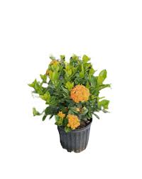 Image result for Ixora coccinea