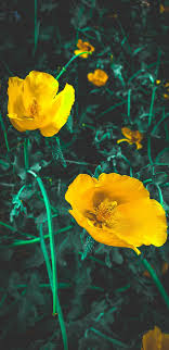 Codice promozionale mondo piante e coupon per sconti. Sfondo Natura Per Cellulari Sfondi Sfondi Vintage Sfondo Cellulare