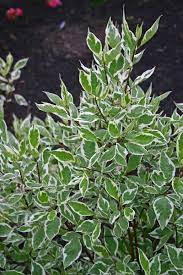 Cornus Alba Bailhalo Ivory Halo Plant Finder Shrubs For Landscaping Bushes And Shrubs Dogwood Shrub